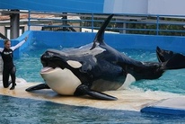 Lolita, an orca being held captive at Miami Seaquarium performing. 