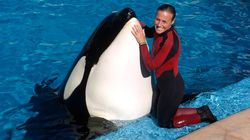 A picture of Dawn Brancheau, a Sea World trainer, with Tilikum, the orca that the movie Blackfish focuses on, before she was killed by him.