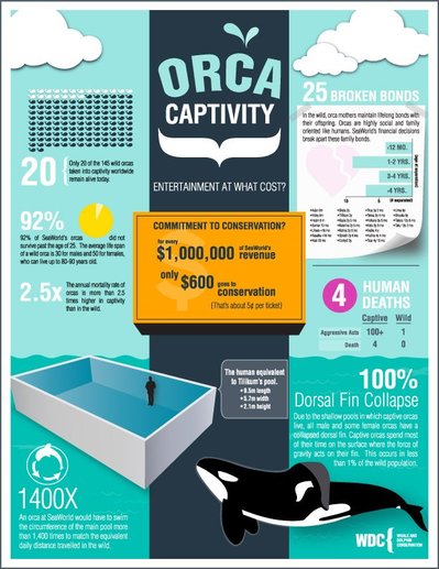 An infographic containing facts and statistics about orca captivity